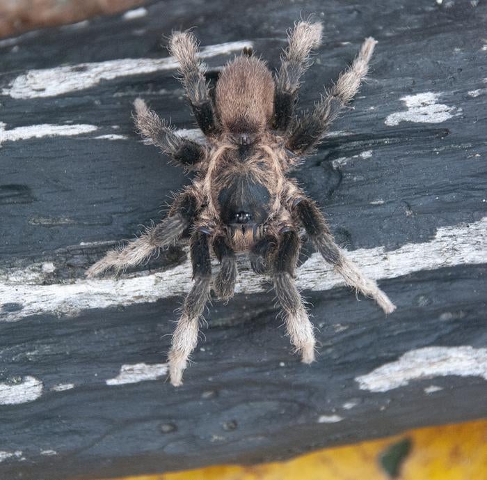 A male Euthycaelus cunampia