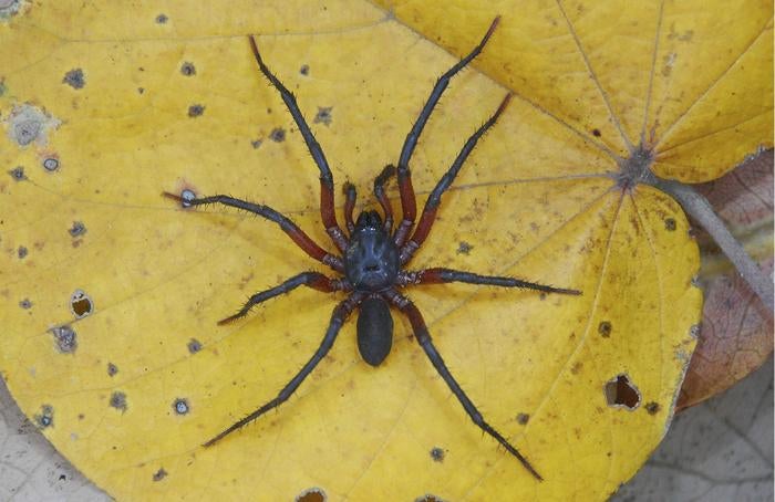 A male Melloina pacifica