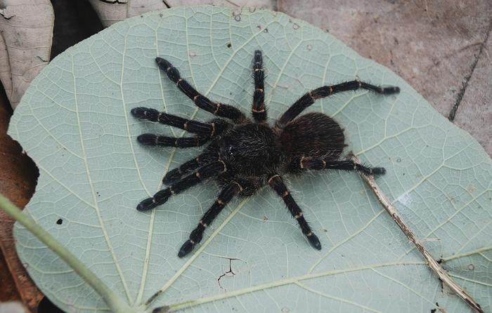 A female Neischnocolus mecana