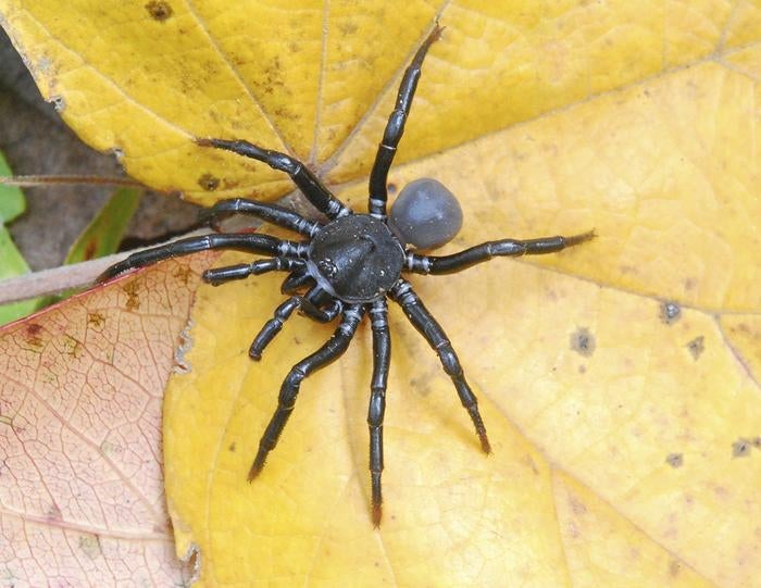 A male Ummidia solana