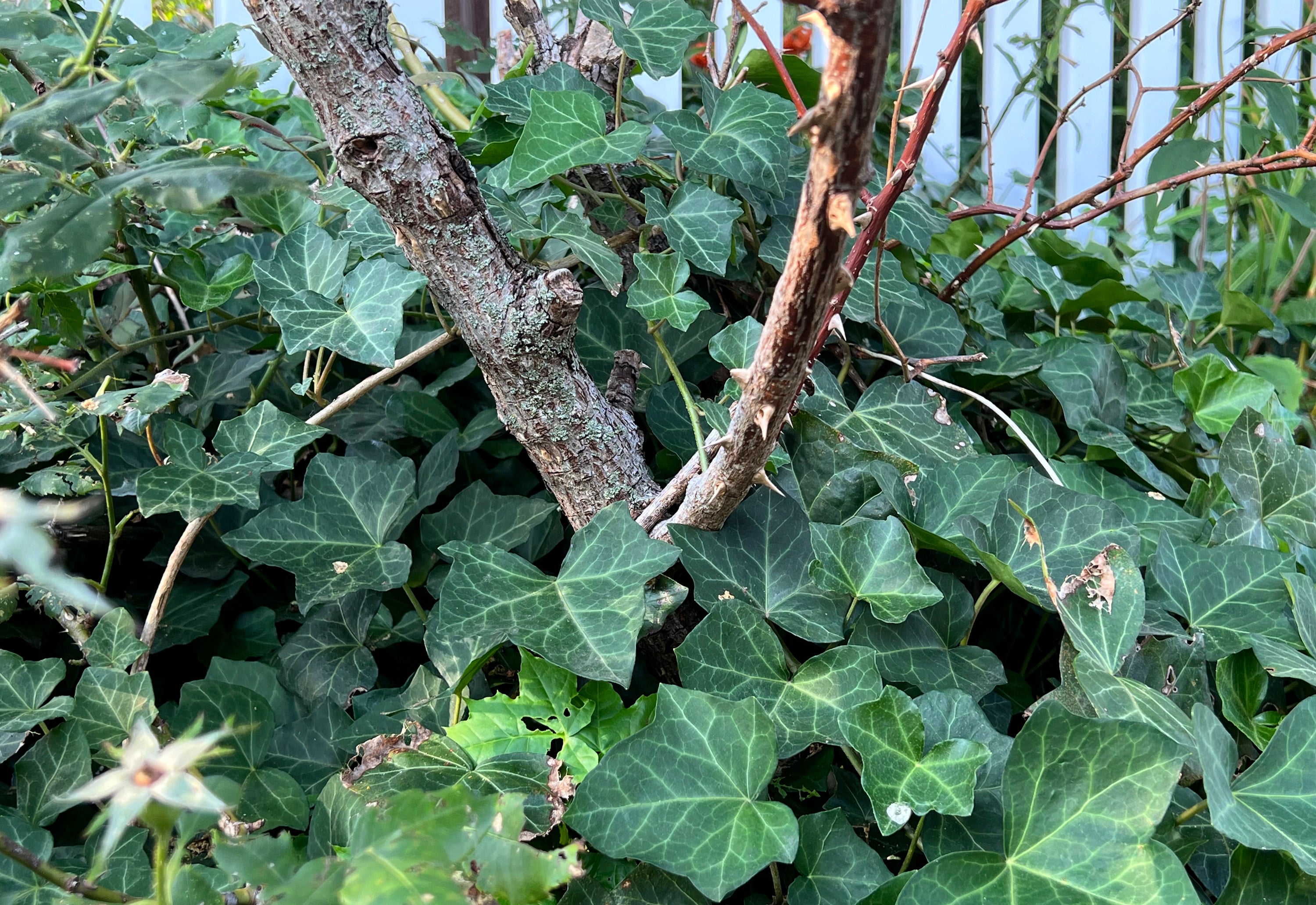 Invasive and ubiquitous, English ivy can hurt trees and plants. Removing it isn't easy