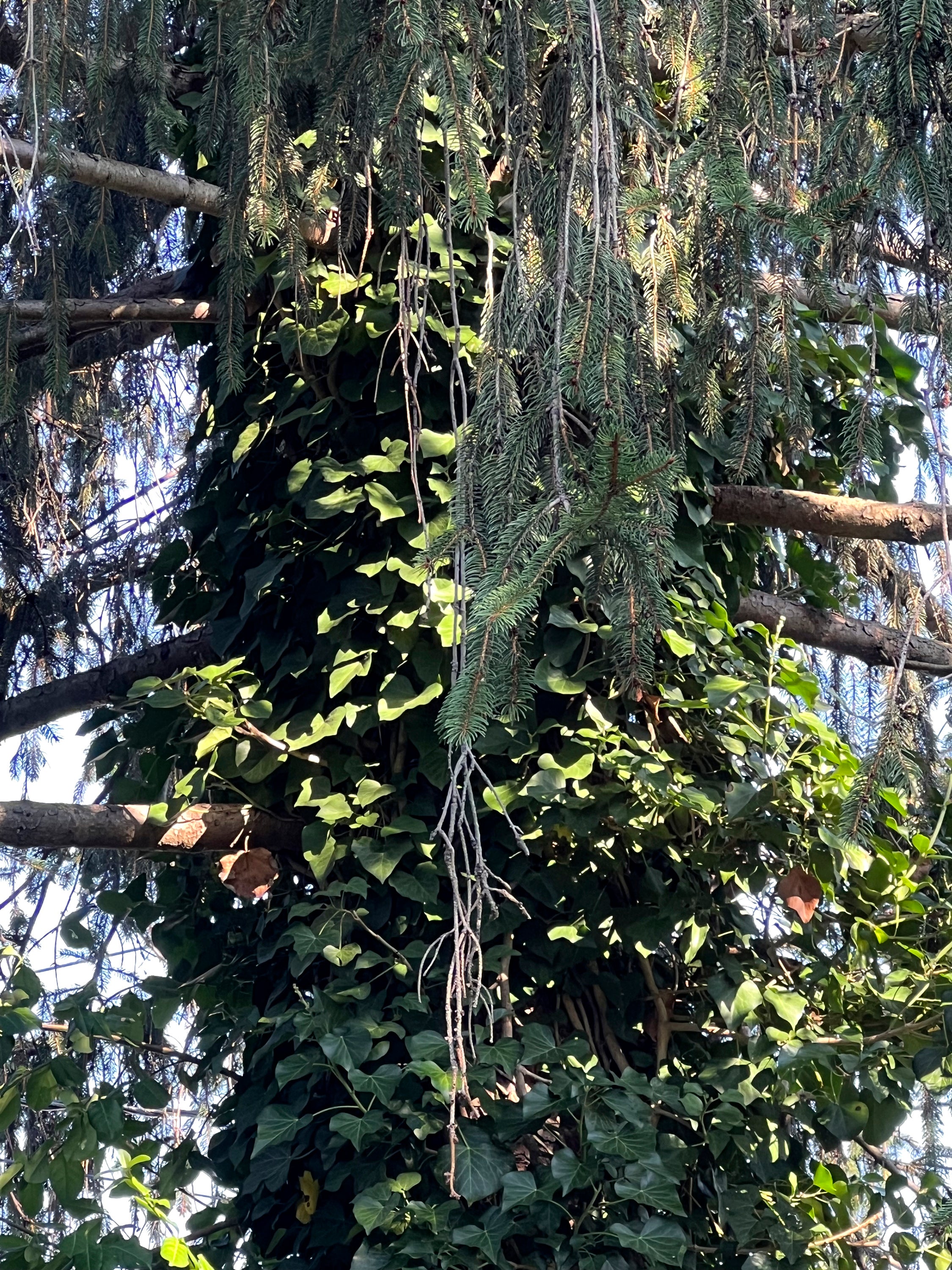 Gardening Removing English Ivy