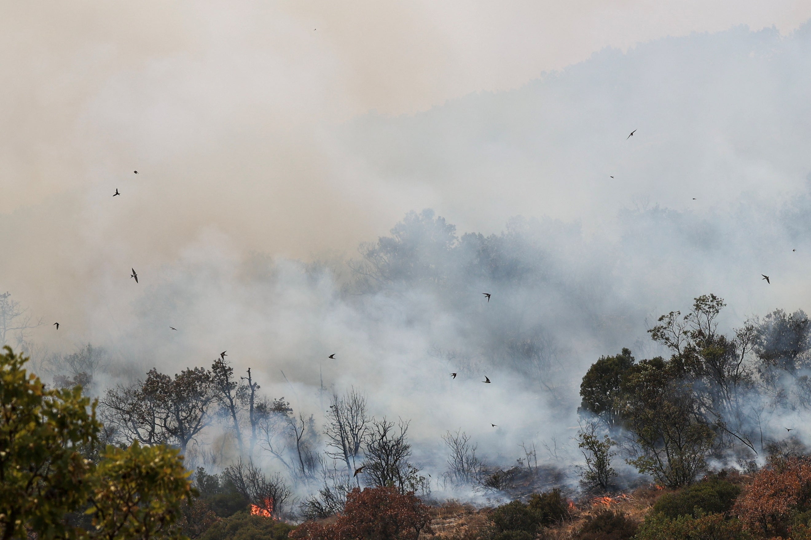 Birds fly away from rising flames and smoke as a wildfire burns at Dadia National Park in the region of Evros