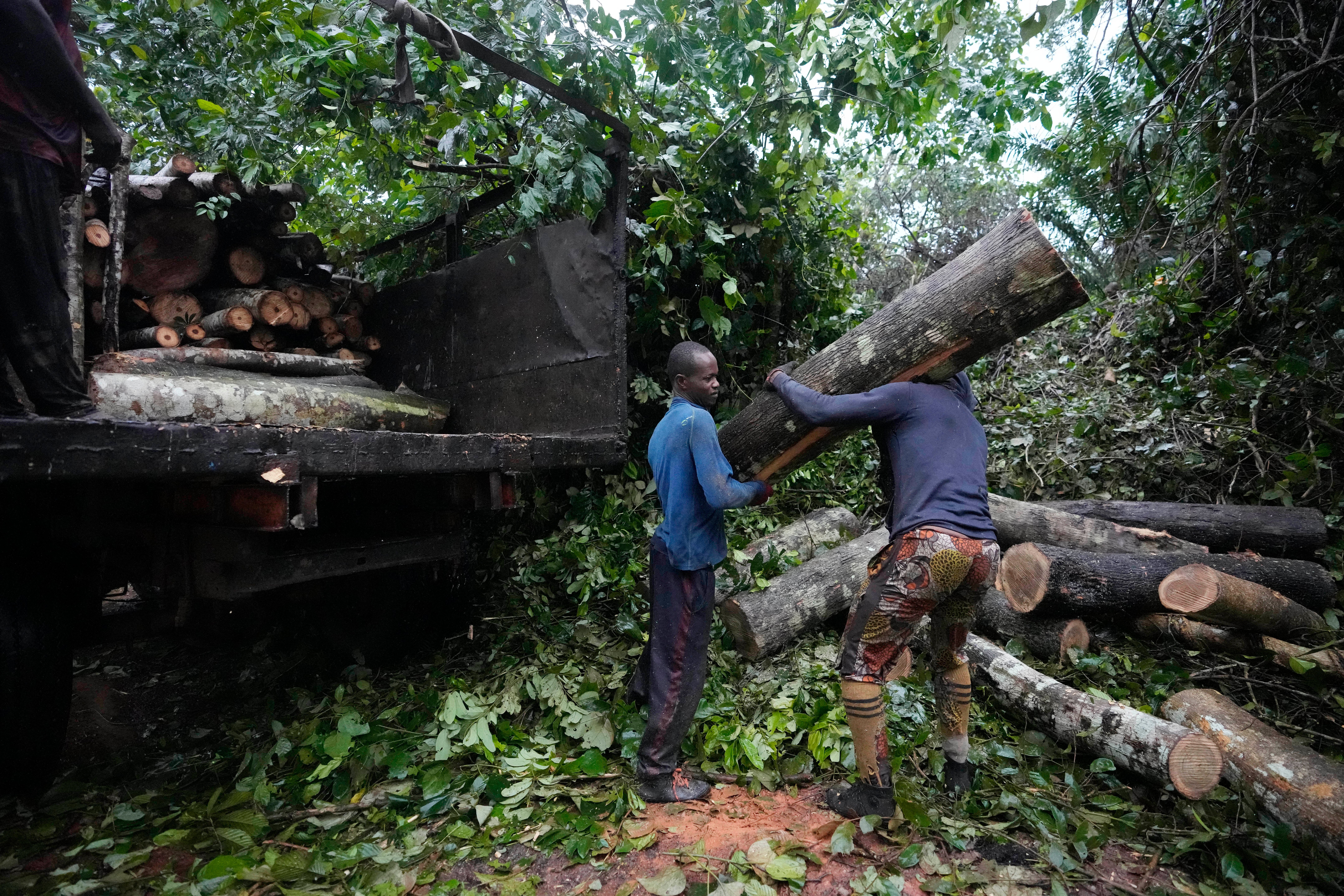 Nigeria Deforestation Logging
