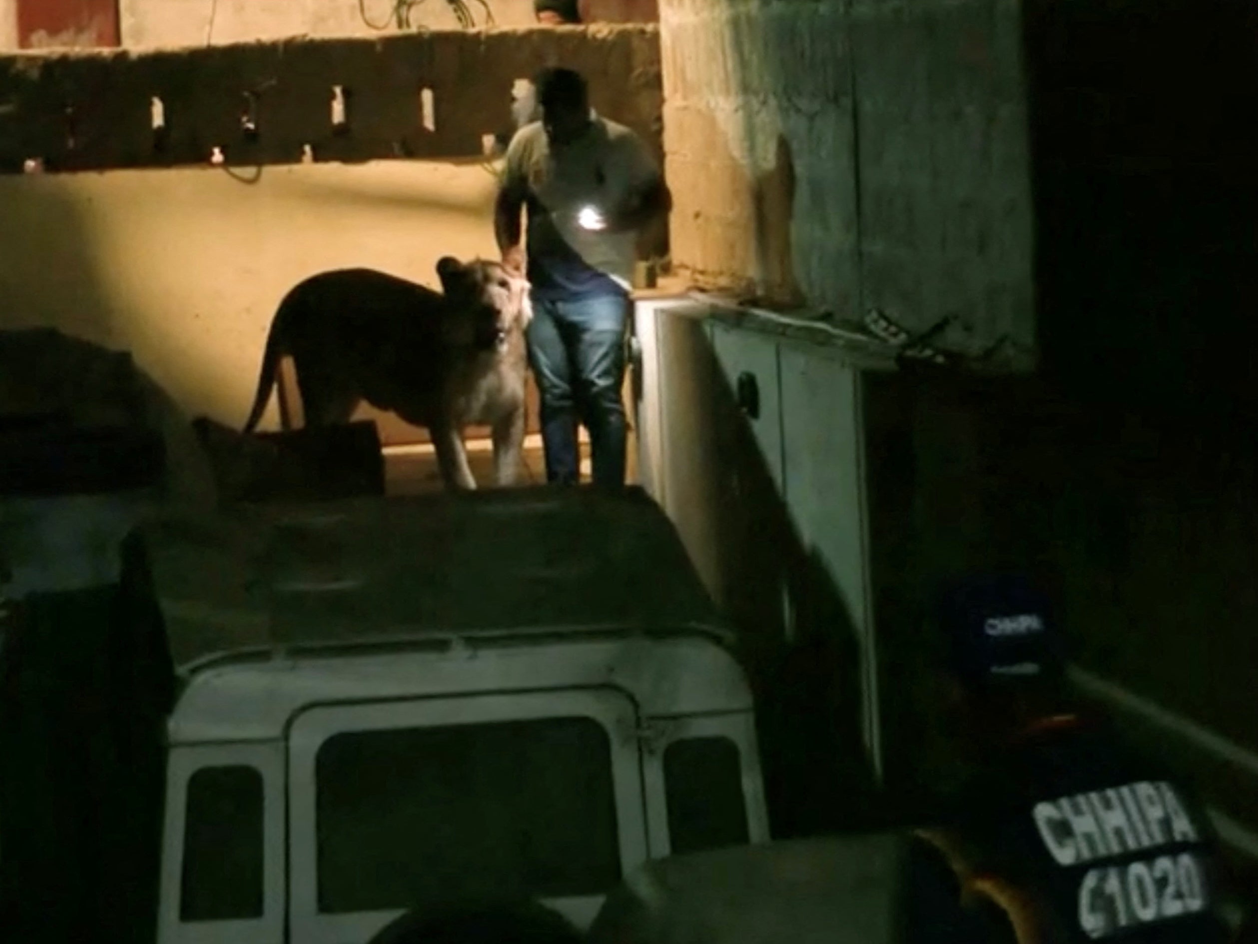 Lion causes panic in Karachi as it escapes from car into heavy traffic