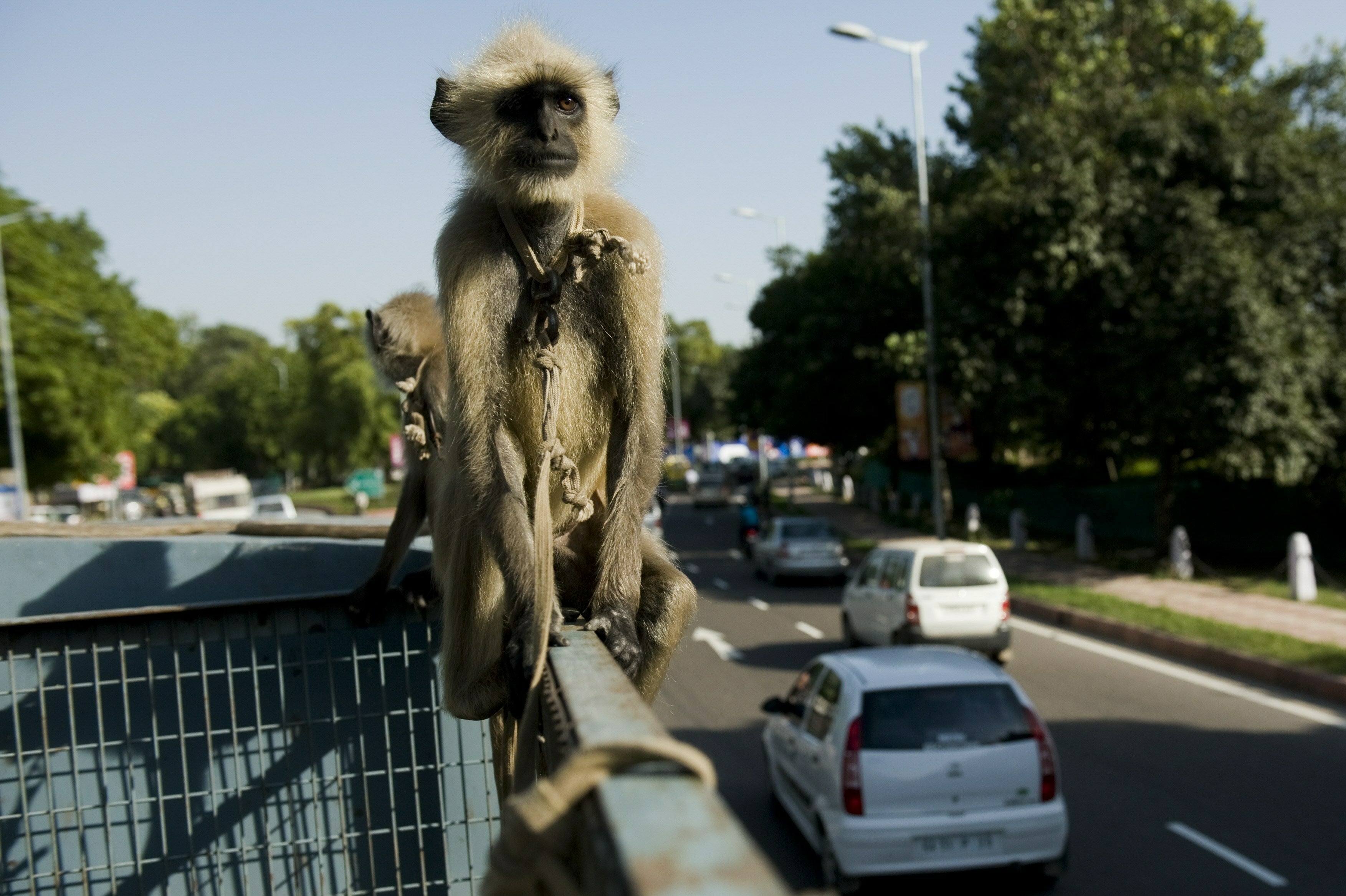 File: A langur sits on a New Delhi Municipal Council truck