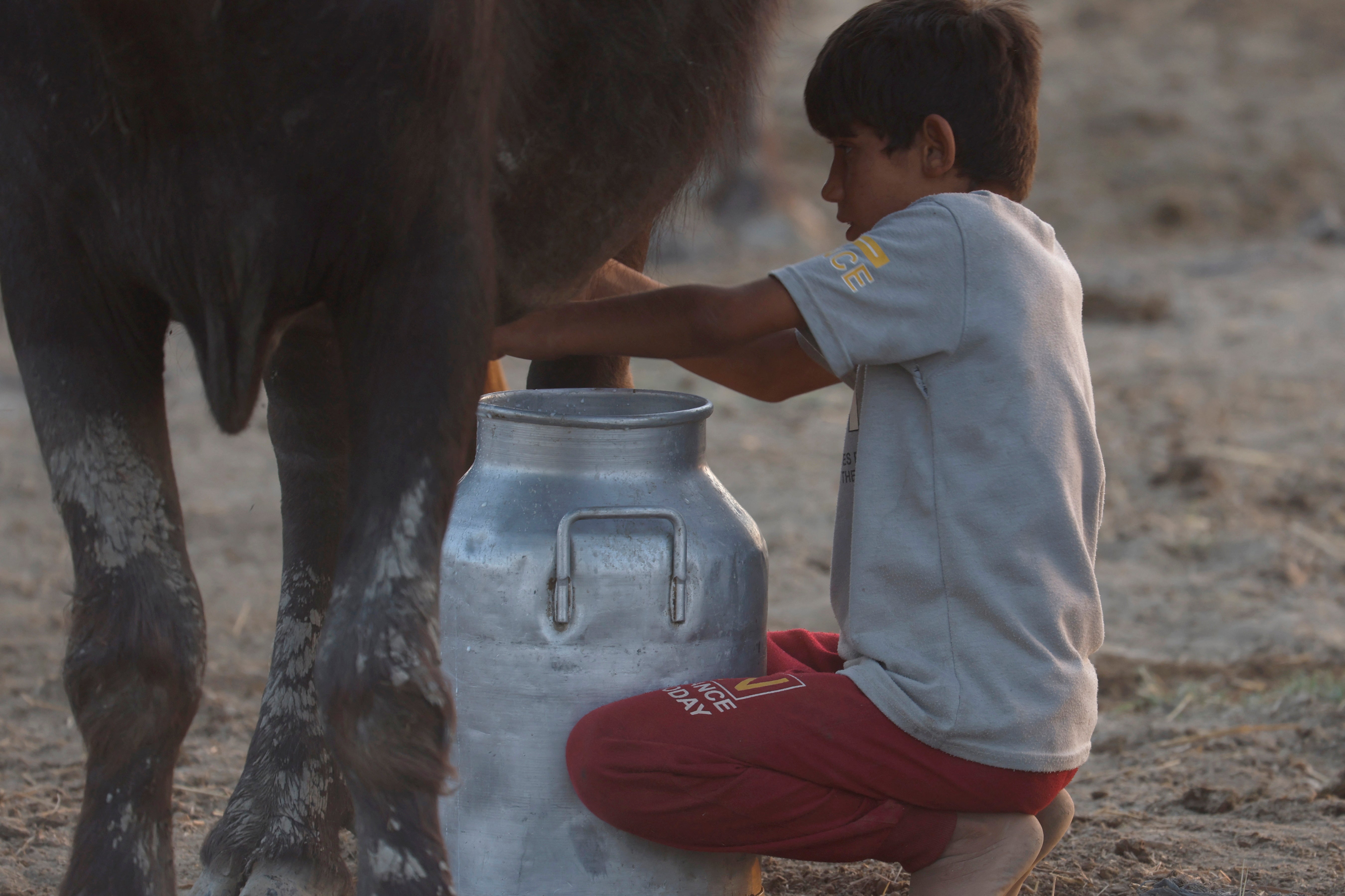 Mustafa milks a buffalo