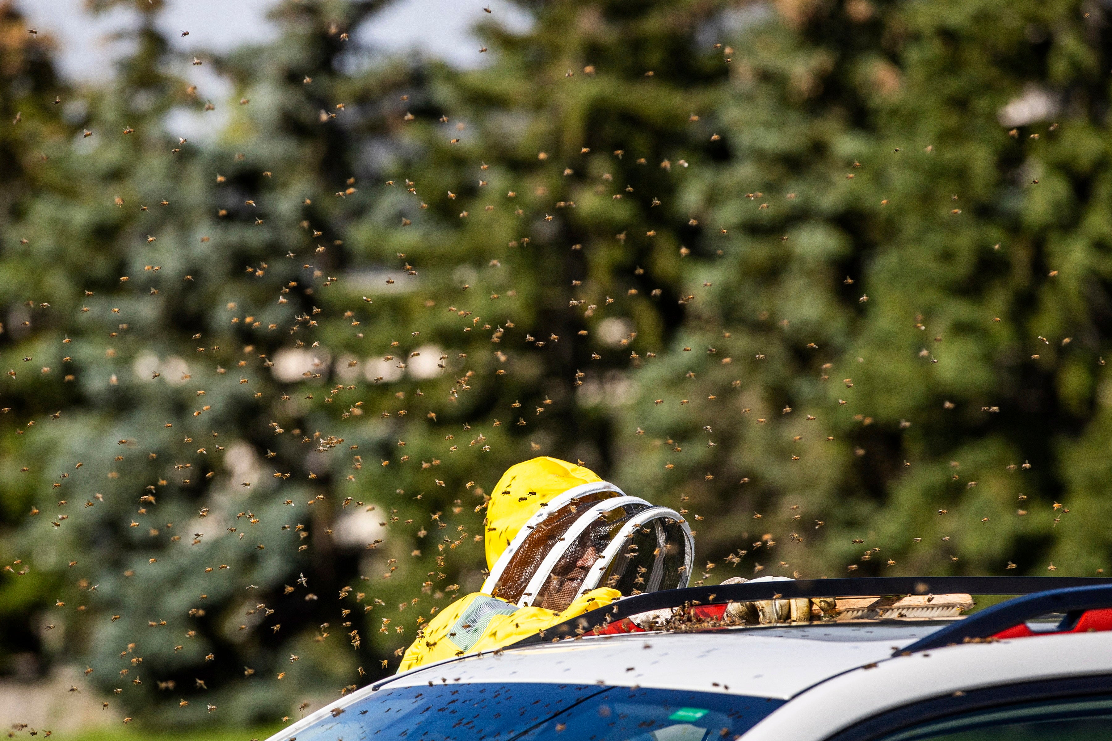 Canada Ontario Bee Crash