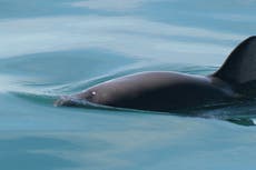 Mexican Navy hopes to expand net-snagging hooks to protect endangered vaquita porpoises
