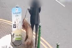 Out-of-control dog knocks elderly woman off her feet and savagely attacks pet labradoodle