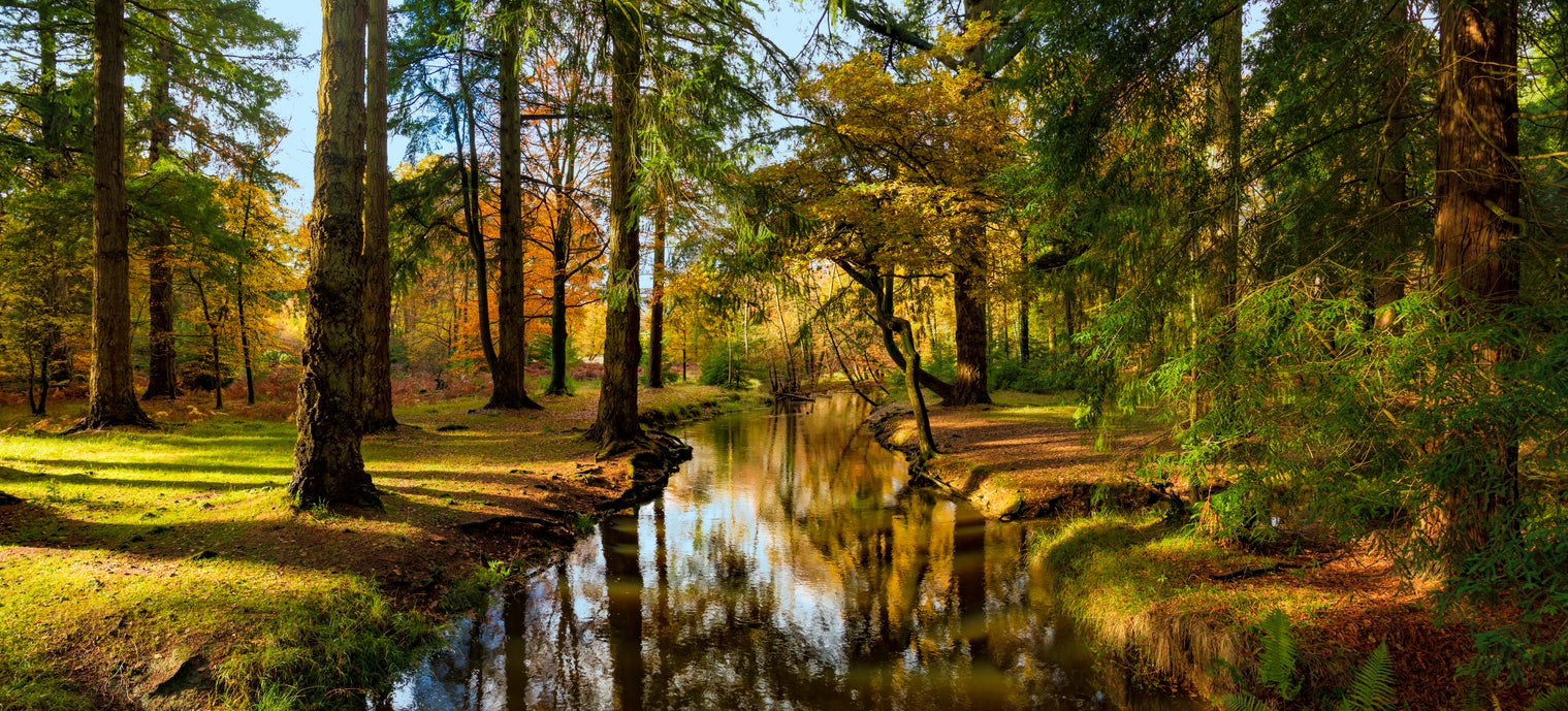 The New Forest, Hampshire