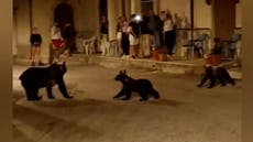 Mother bear and her cubs enjoy evening stroll around street in Italy