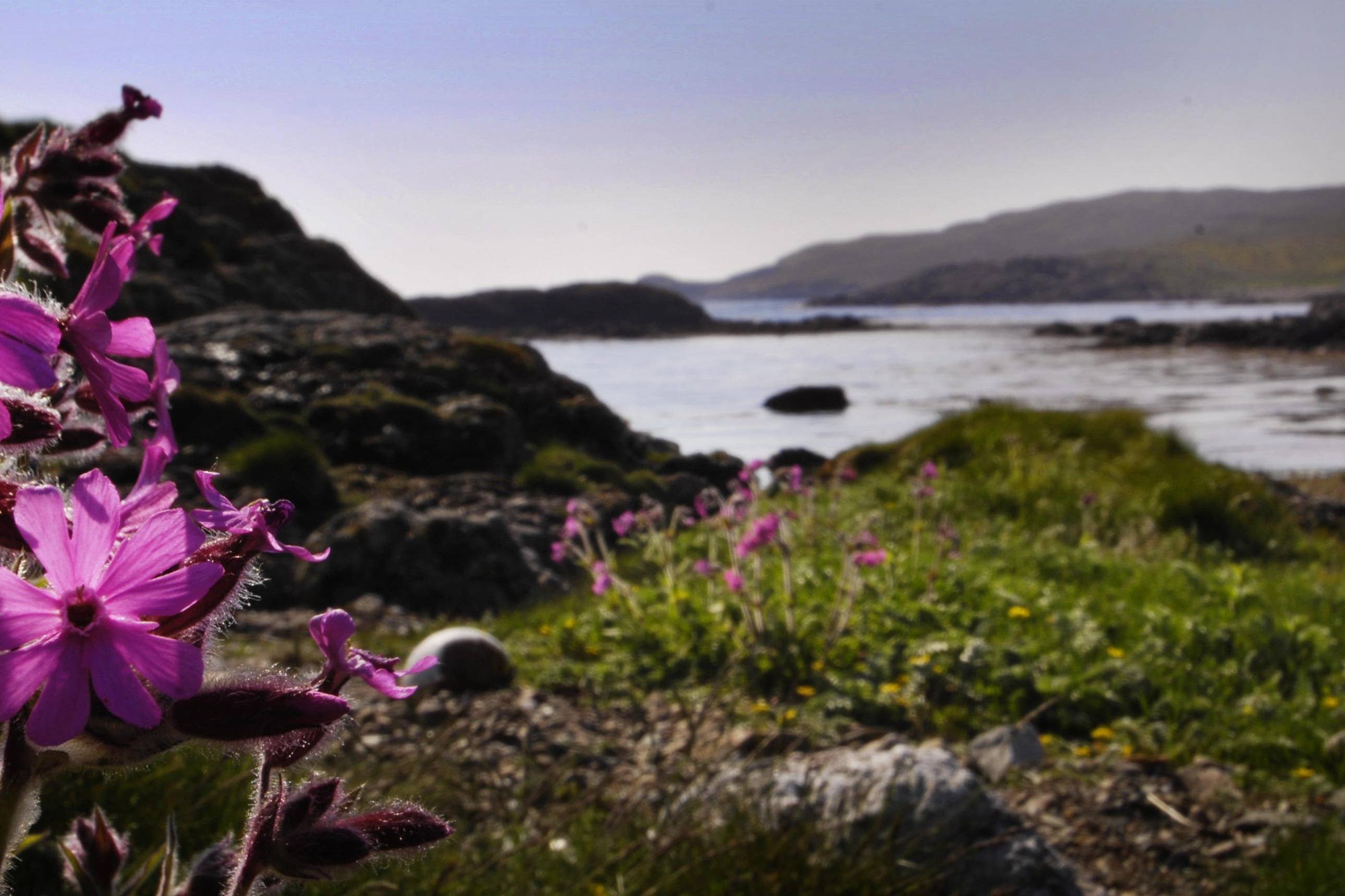 Rapid change is needed to stop further nature loss in Scotland is needed, a new report has revealed (Danny Lawson/PA)