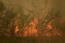 Greece: Firefighters rescue 25 migrants trapped in forest as massive wildfire approached