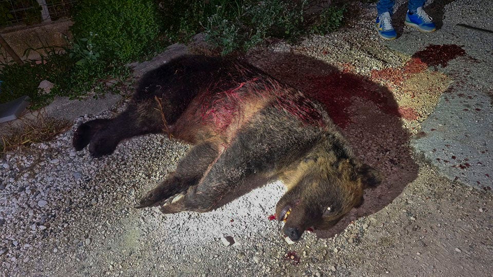 Italy Mamma Bear Slain