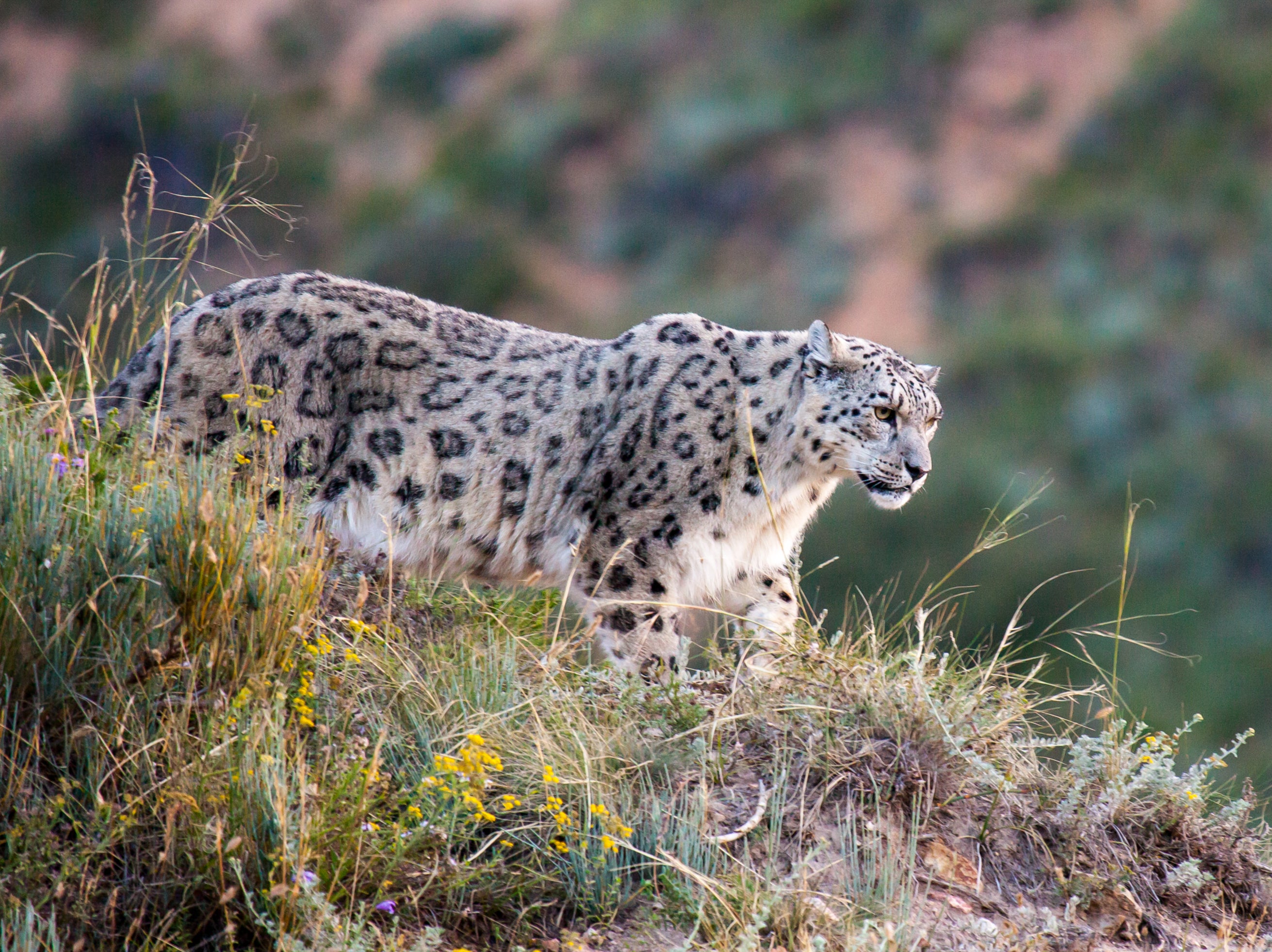 The elusive snow leopard, otherwise known as the 'grey ghost’