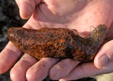 Traffickers plead guilty to smuggling over $10,000 in endangered sea cucumbers