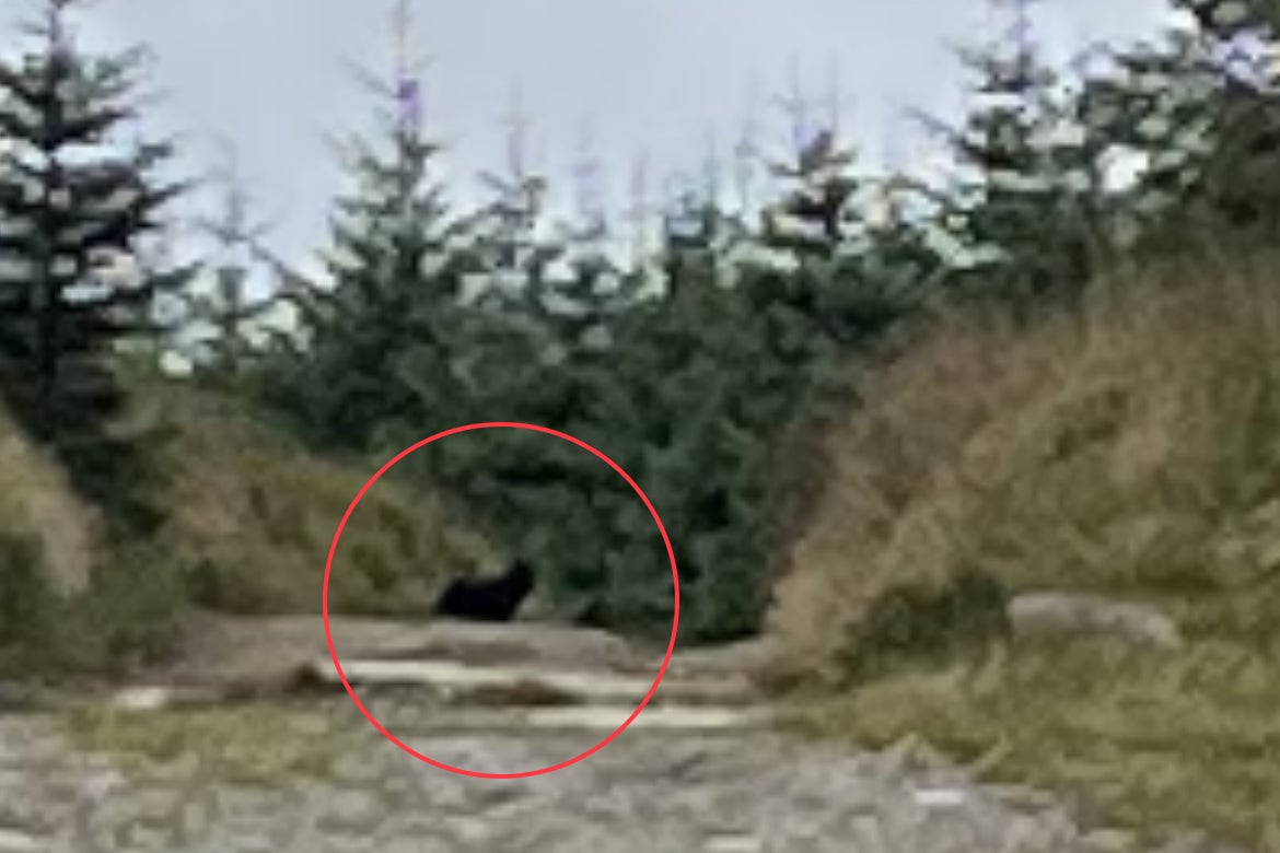 A walker is adamant he spotted a big cat roaming on Dartmoor