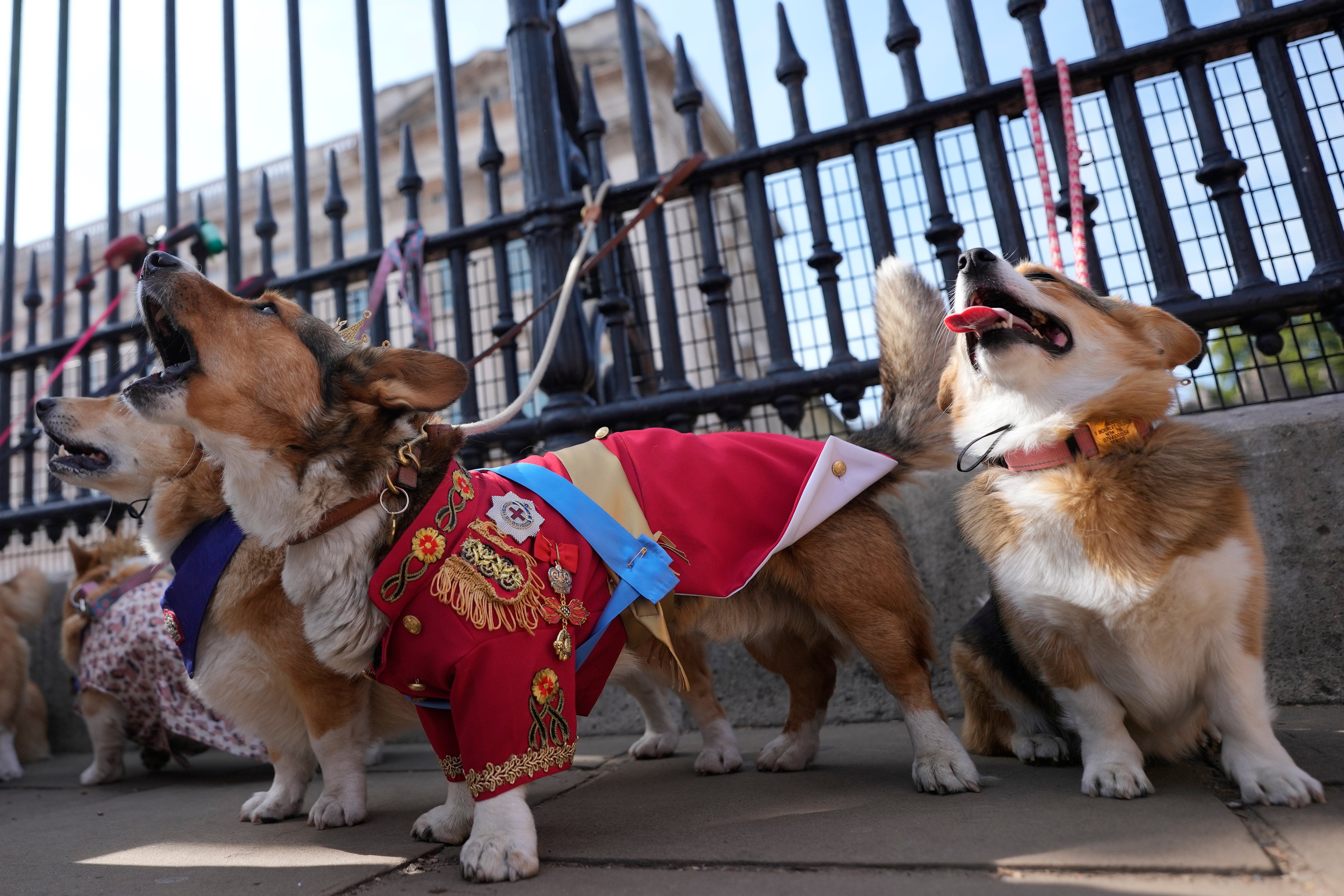 Royal fans and their pet corgis have gathered outside Buckingham Palace to remember Queen Elizabeth II a year on since the late monarch's death