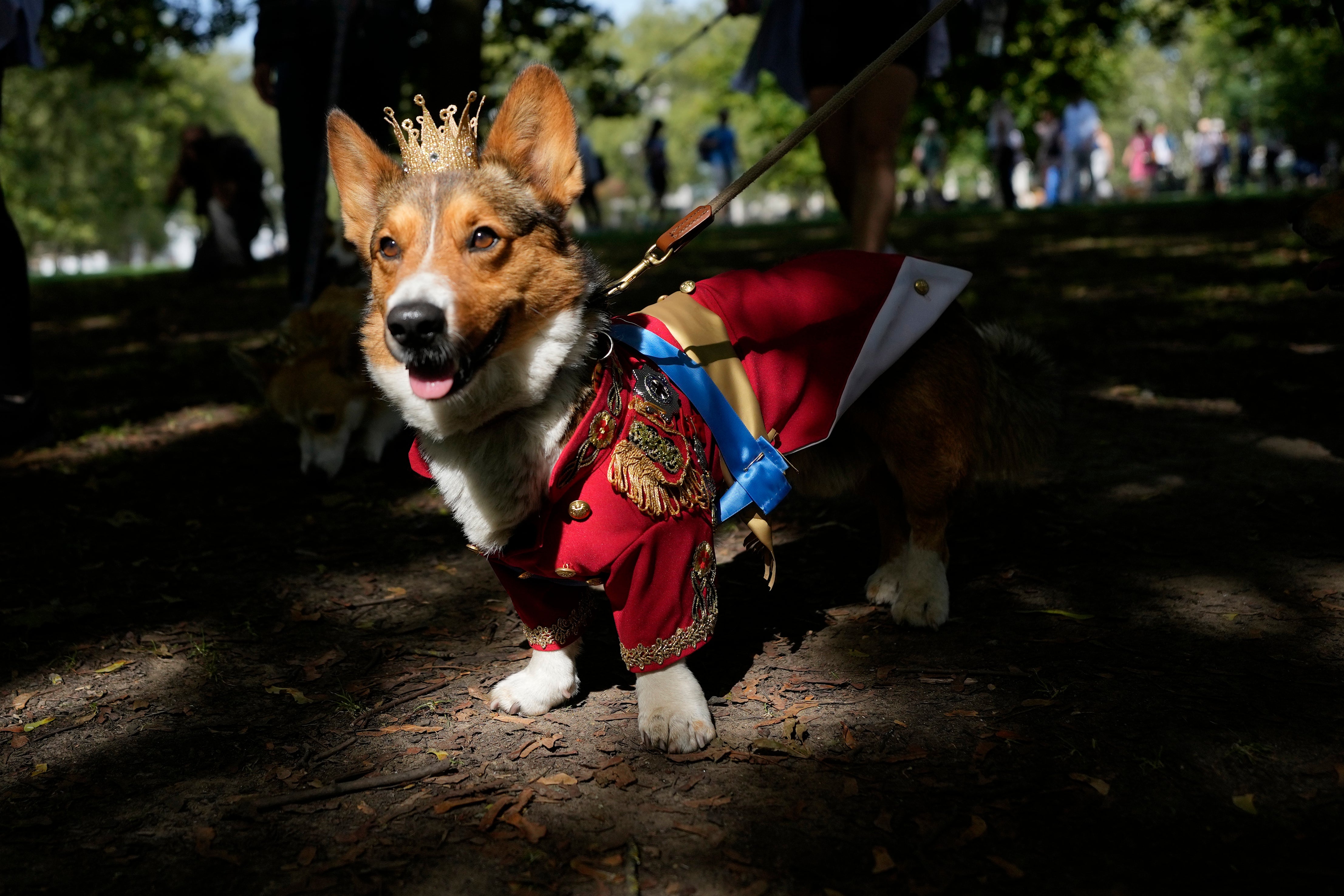 Corgi gathering at Buckingham Palace