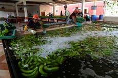 Drug cartels: How cocaine and bananas fuel violence in once-peaceful Ecuador