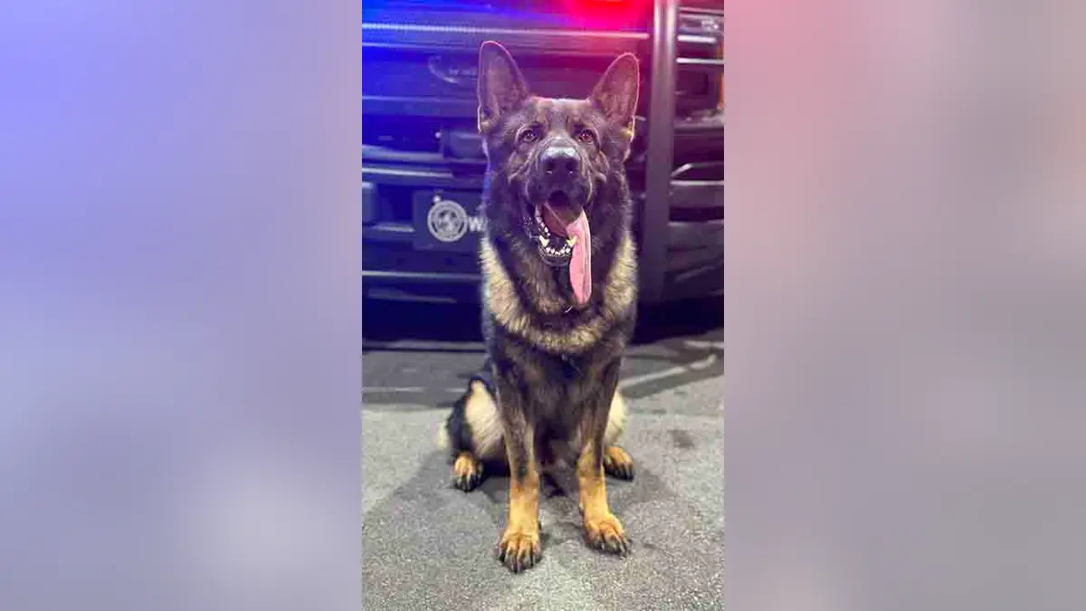 K-9 Waro, a Clayton County Police dog, died of injuries after being shot by Stephon Ford