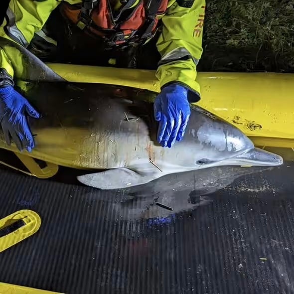 The baby dolphin was believed to be one of a pair that were spotted as far inland as Bluntisham in rural Cambridgeshire