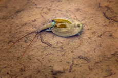 Three-eyed ‘dinosaur shrimp’ are waking up in the Nevada desert after Burning Man washout