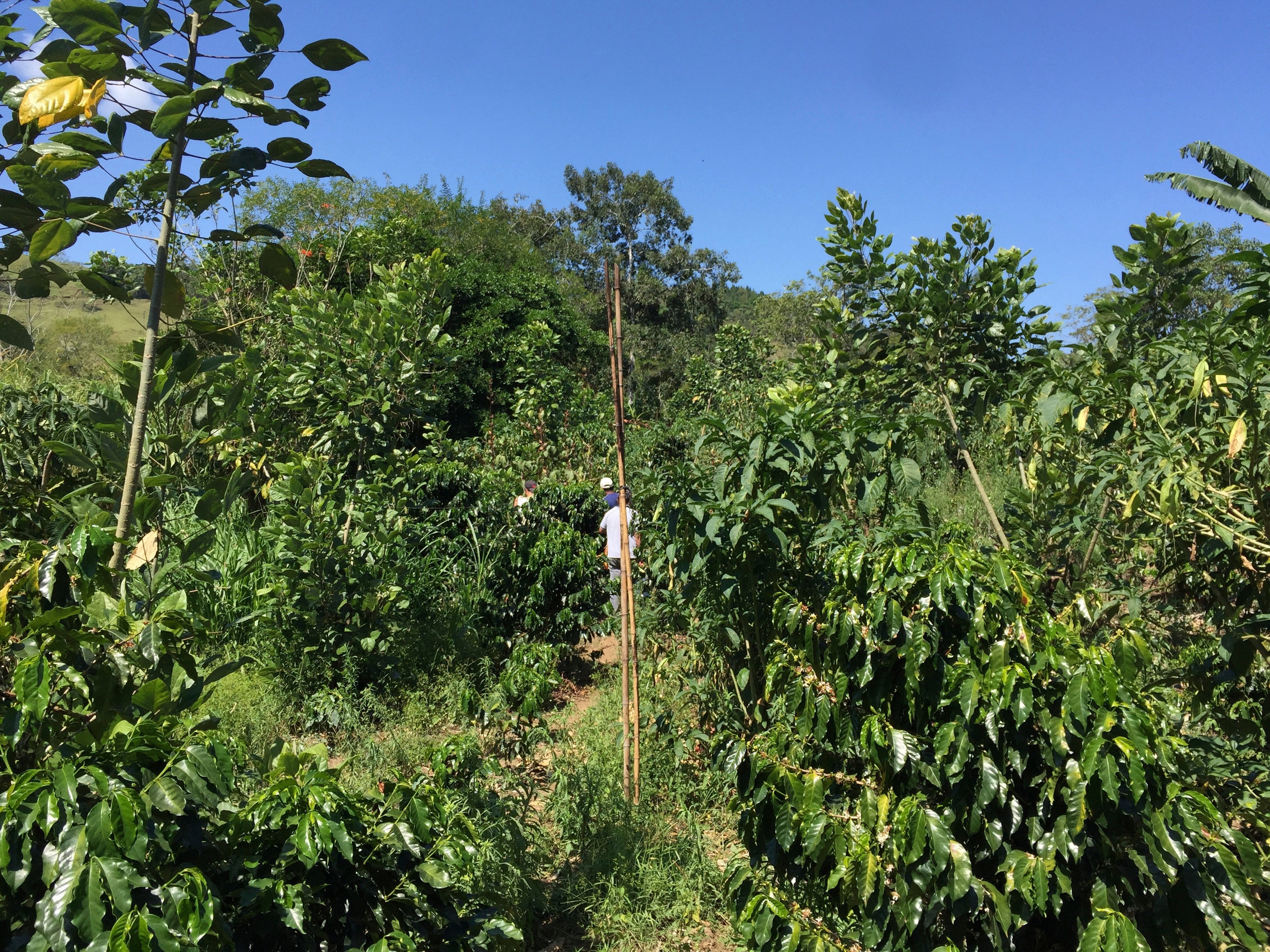 Costa Rica Birds Farms