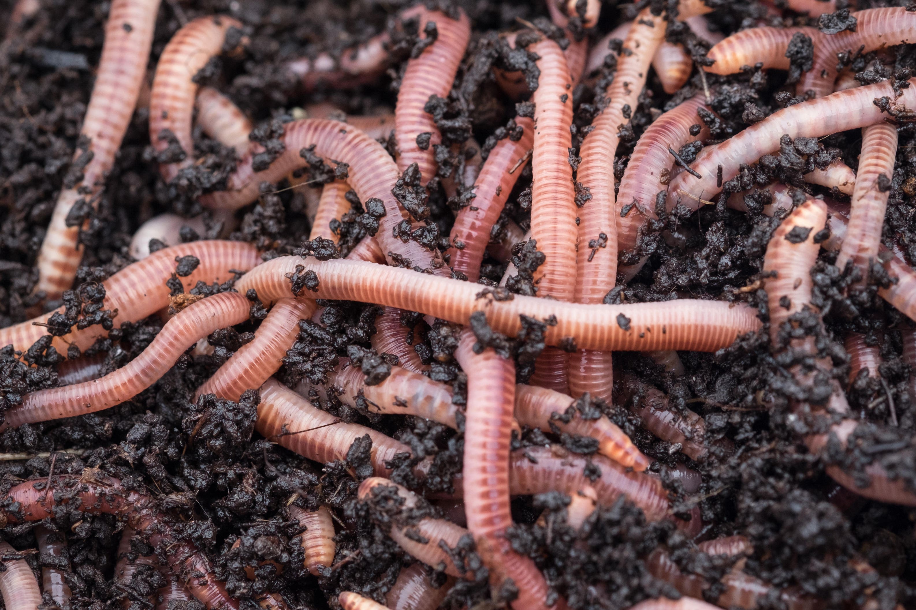 A wormery will turn old vegetable matter into nutrient-rich material for your plants (Alamy/PA)