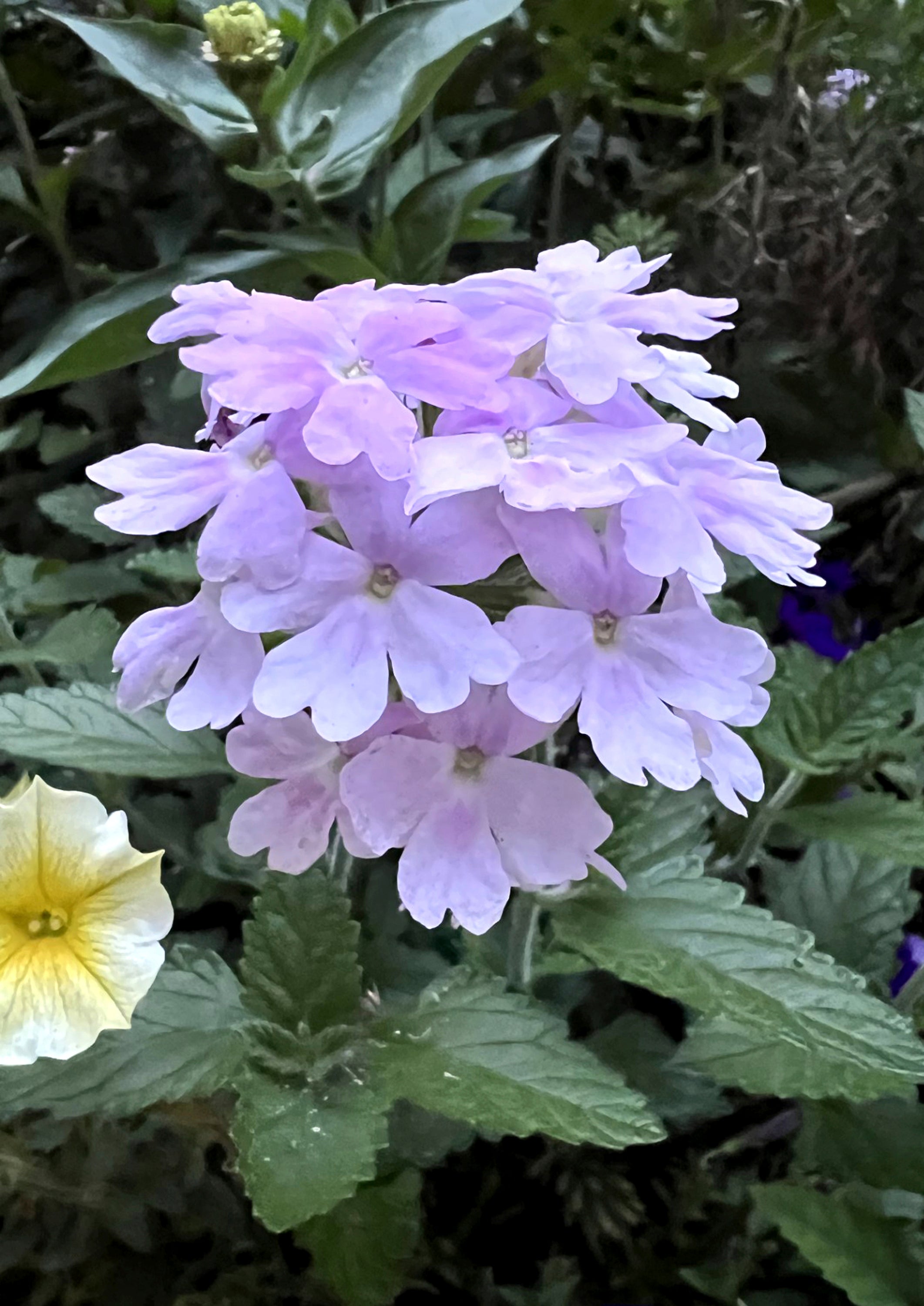 Gardening Summer Annuals