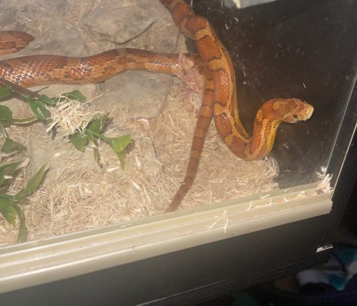 Lilly, the family’s cornsnake, was rescued by firefighters