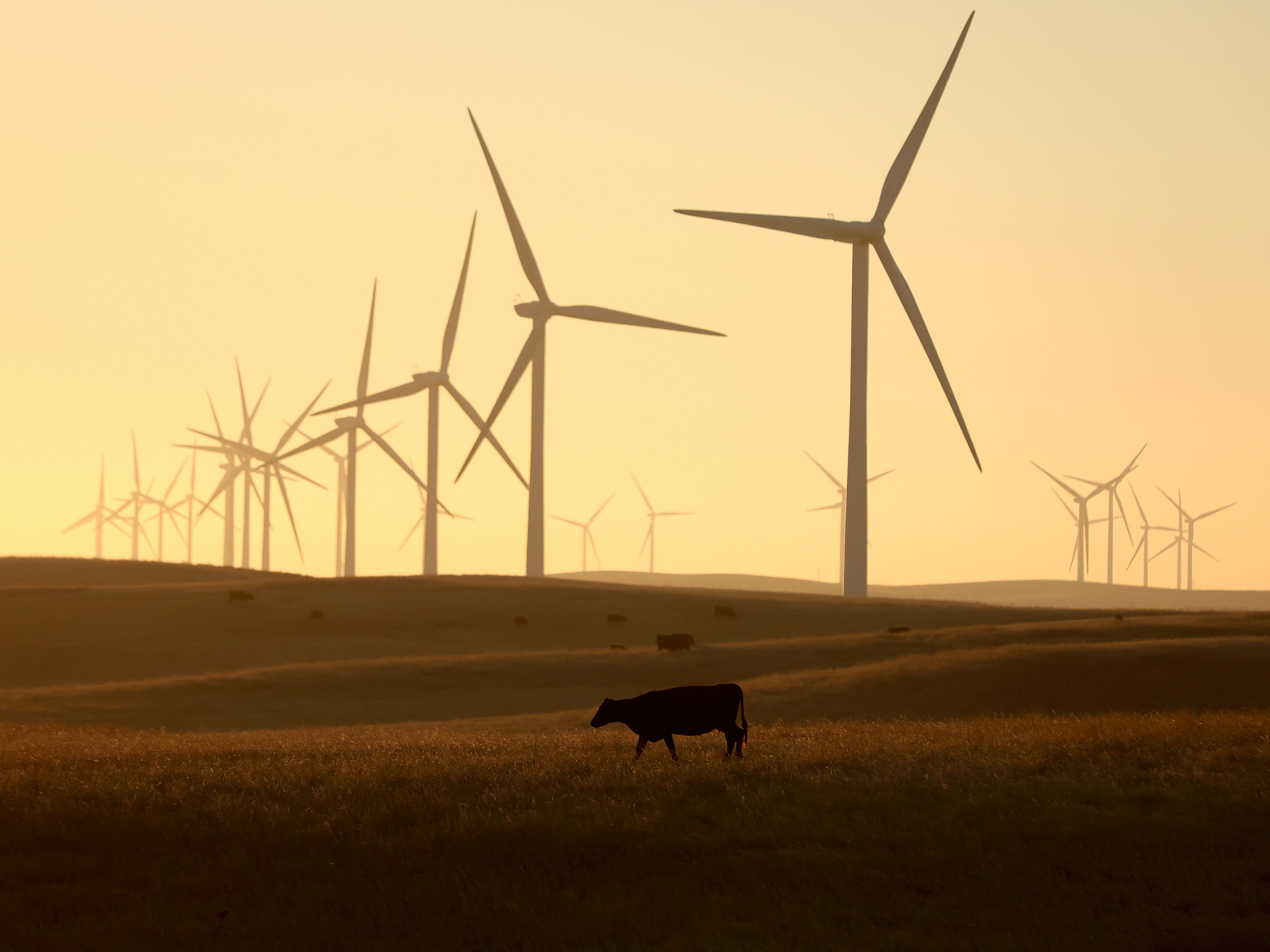 A cow grazes on a parcel of land that was recently purchased by the Silicon Valley investors near Rio Vista, California