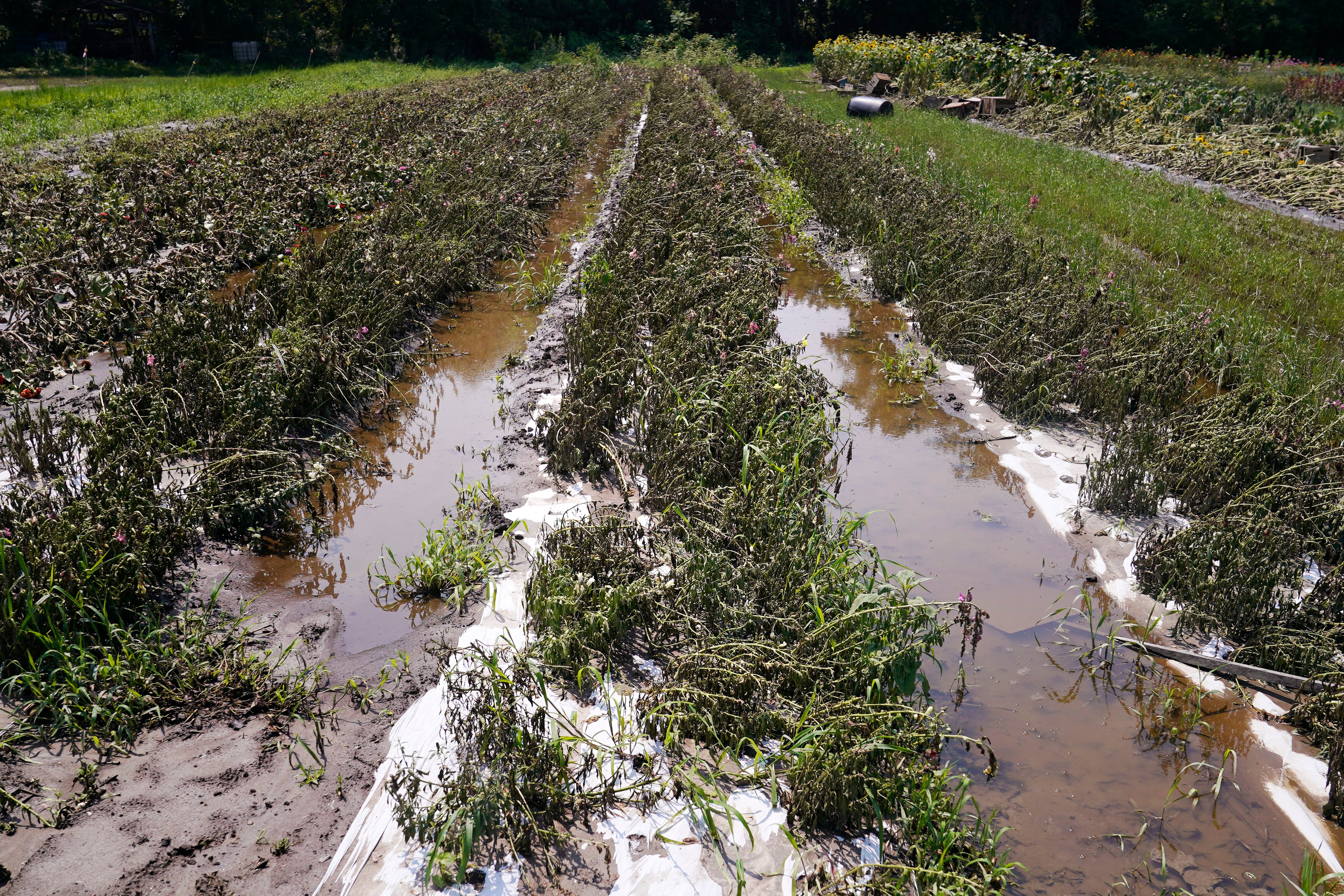 Vermont Flooding Farms