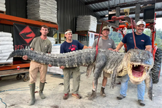 Record-breaking 14-foot gator meat was donated to Mississippi soup kitchens