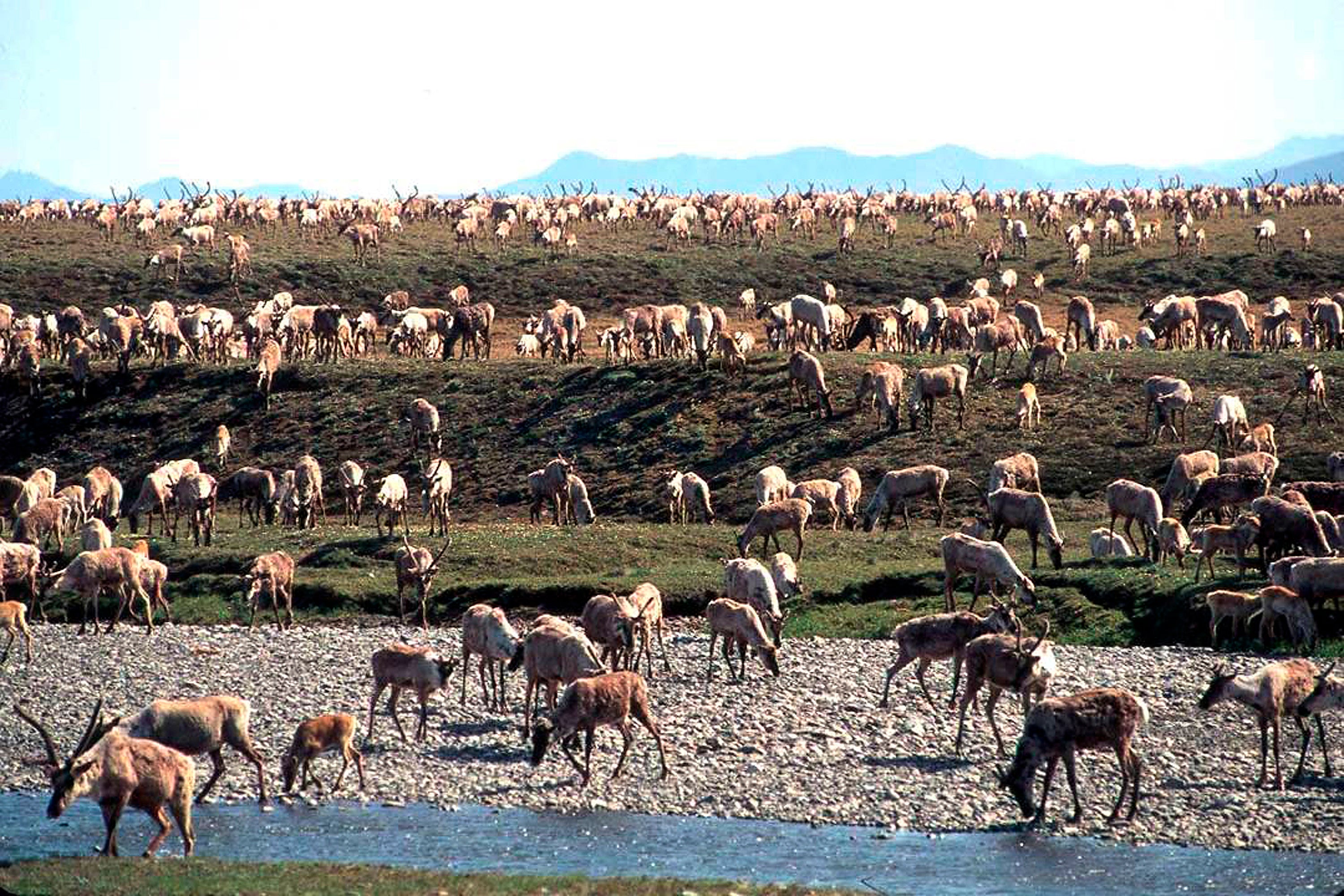 Alaska-Arctic Refuge