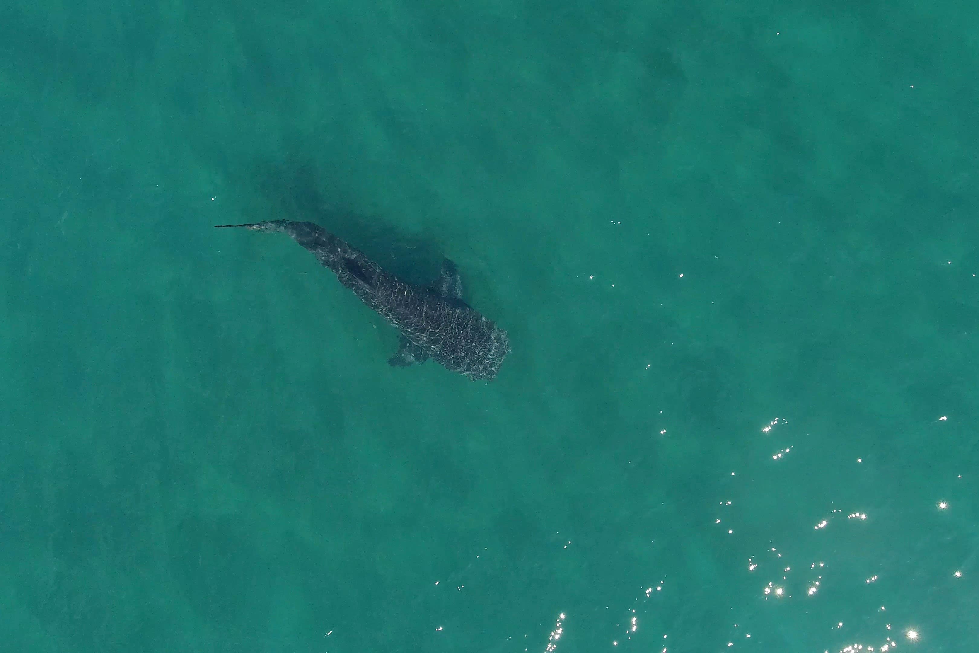 A juvenile whale shark foraging in La Paz Bay, Mexico, as researchers analysed their behaviour when tourists were allowed to shark dive (Joel Gayford/Imperial College London/PA)