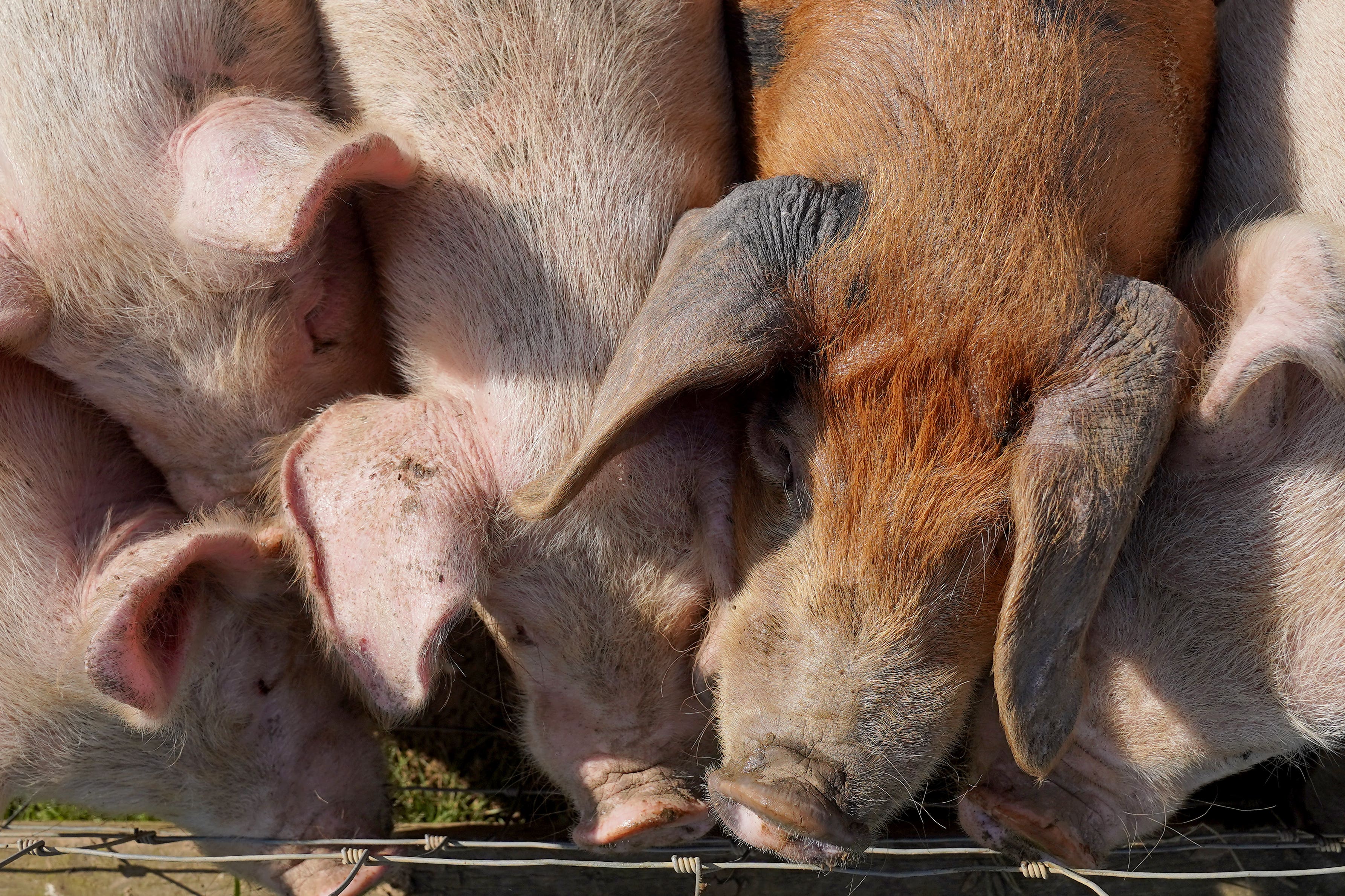 Researchers grew human kidneys inside pig embryos for 28 days (Gareth Fuller/PA)