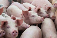 Pigs and human organs: The groundbreaking study setting the science world alight