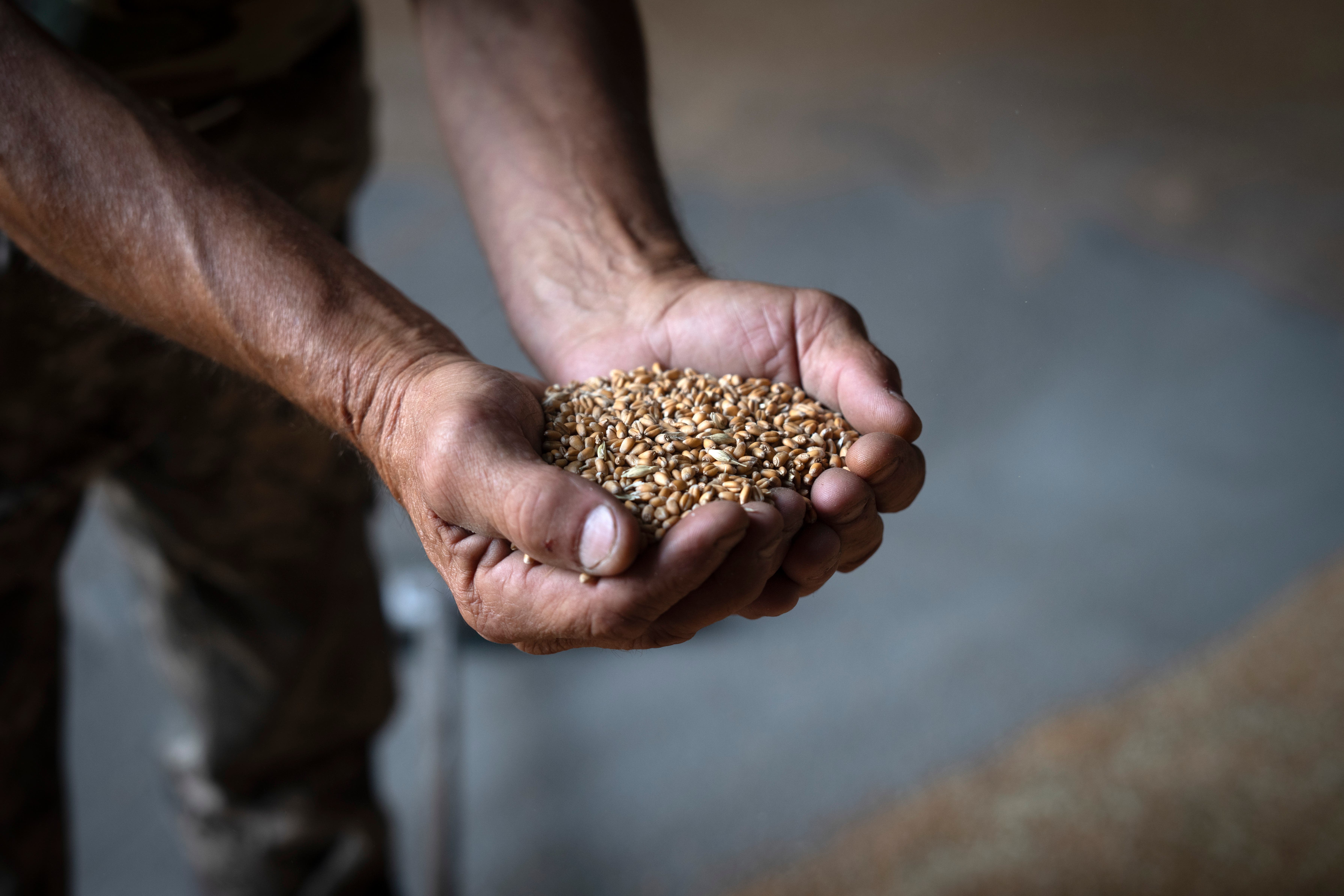 Russian president Vladimir Putin has said the Black Sea Grain Initiative will not be restored until the West meets Moscow’s demands on its own agricultural exports (Efrem Lukatsky/AP)