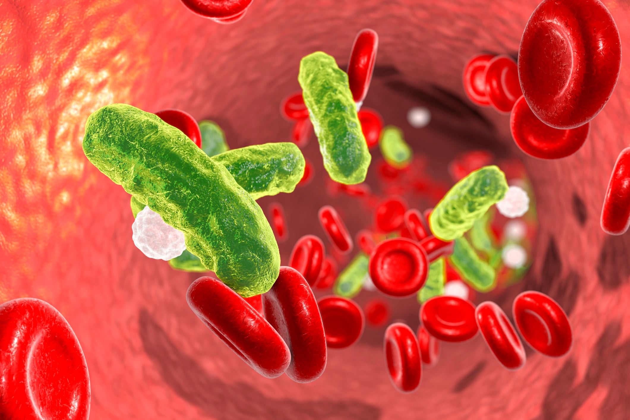 Sepsis, bacteria in blood. 3D illustration showing rod-shaped bacteria in blood with red blood cells and leukocytes