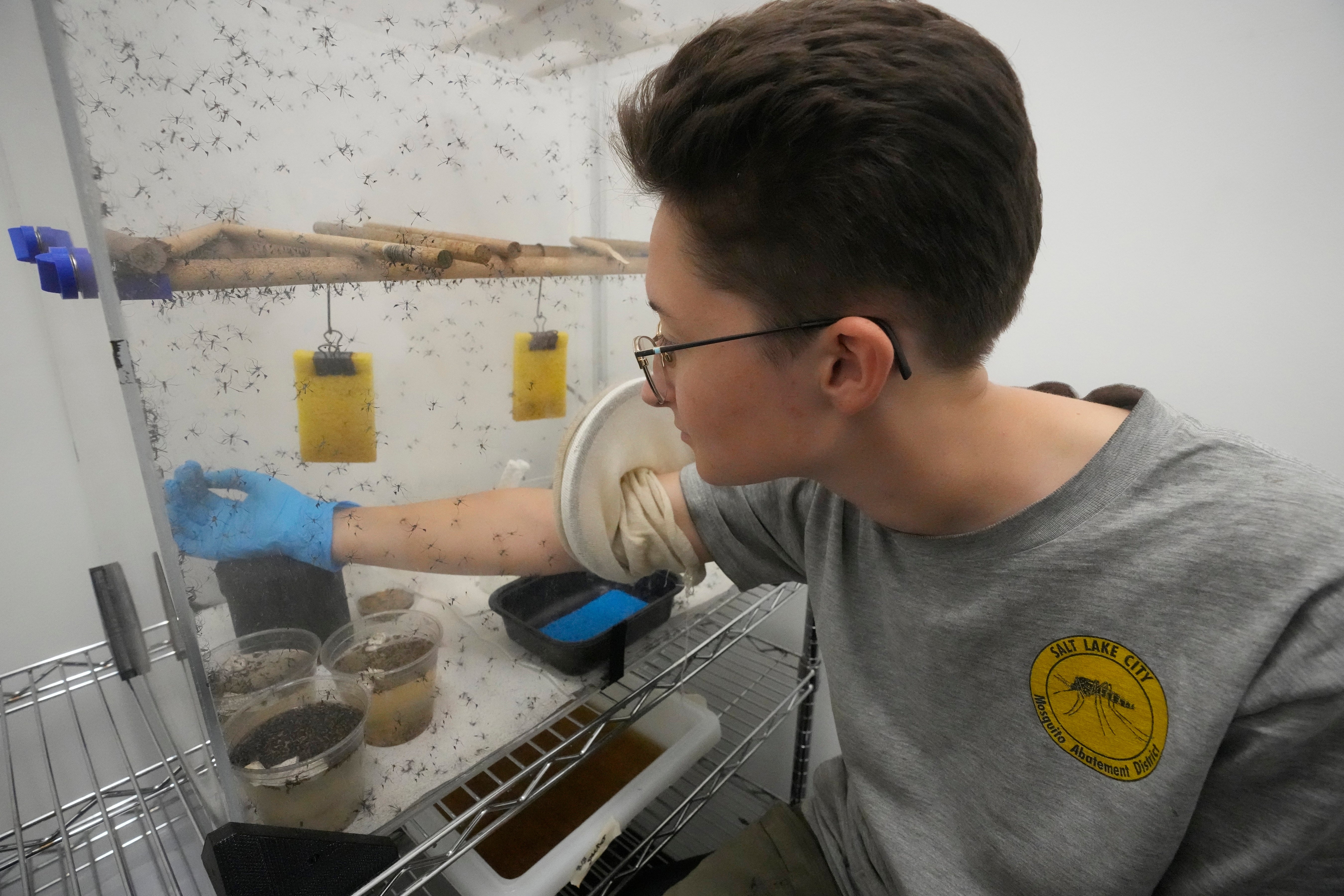 Mosquitoes Health and Climate