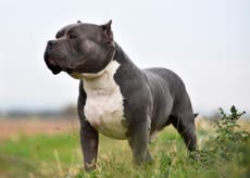 American XL Bullies amnesty to come before ban as breed ‘linked to half of all dog attacks’