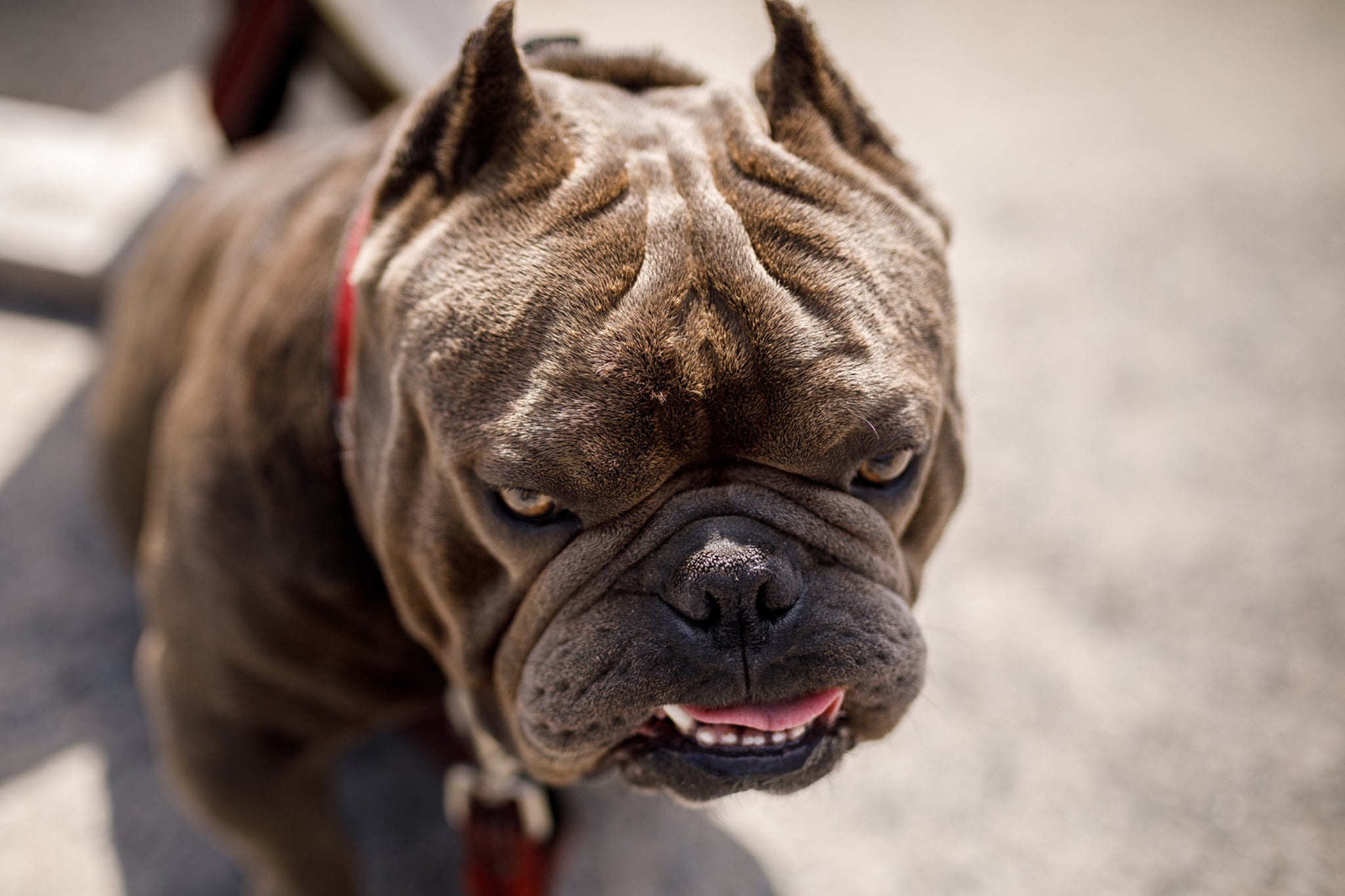 American XL Bullies have been blamed for nearly half of all recent attacks on humans and other dogs