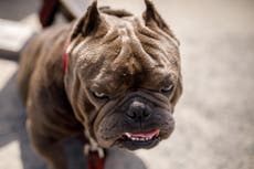 American Bully XL ban won’t stop vicious attacks, expert warns