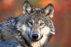 Wisconsin wolf hunters face tighter regulations under new permanent rules