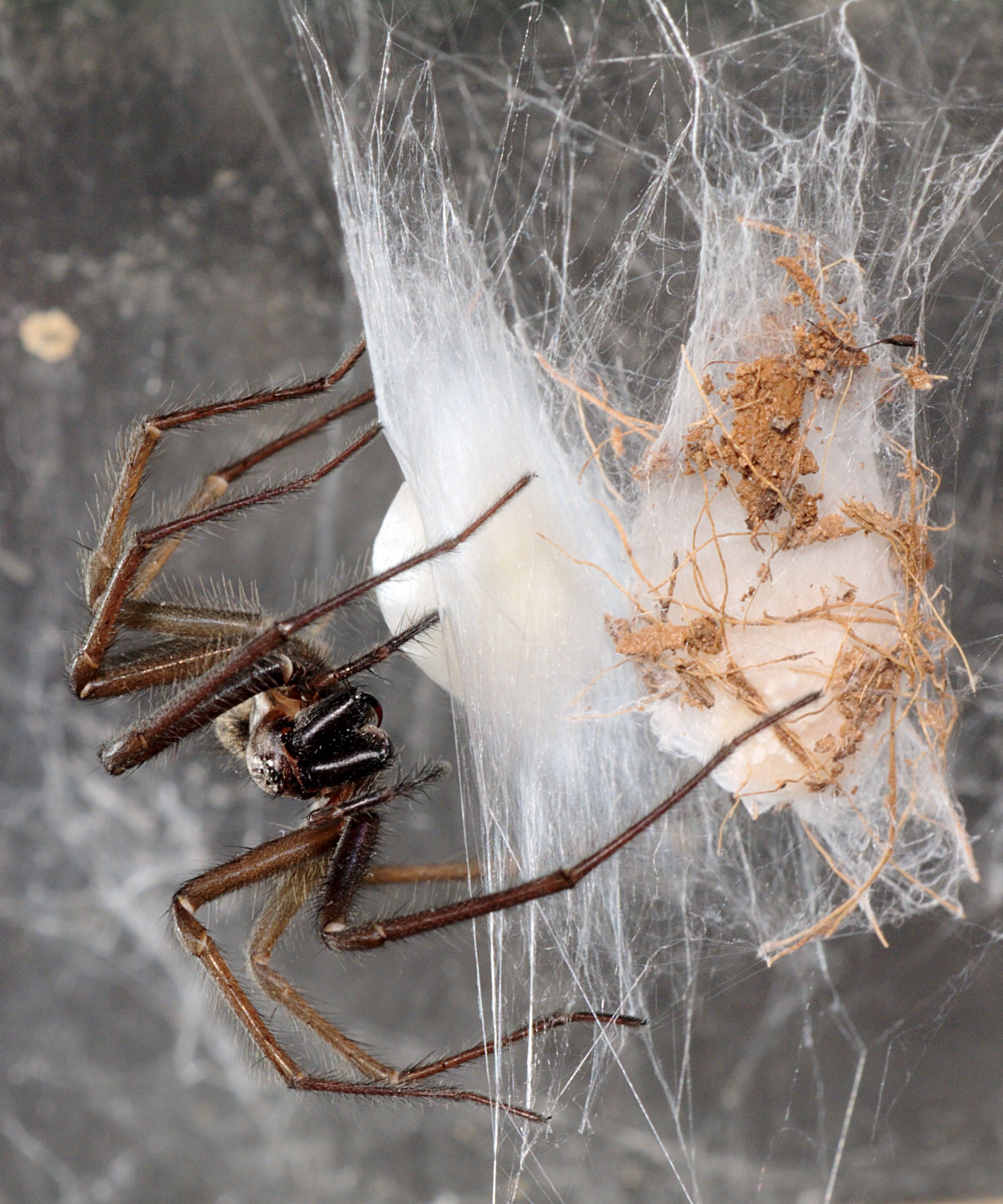 Giant house spiders are often found hiding behind the fireplace or in the bath