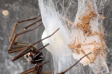 Giant house spiders set to invade homes across UK as species enters mating season
