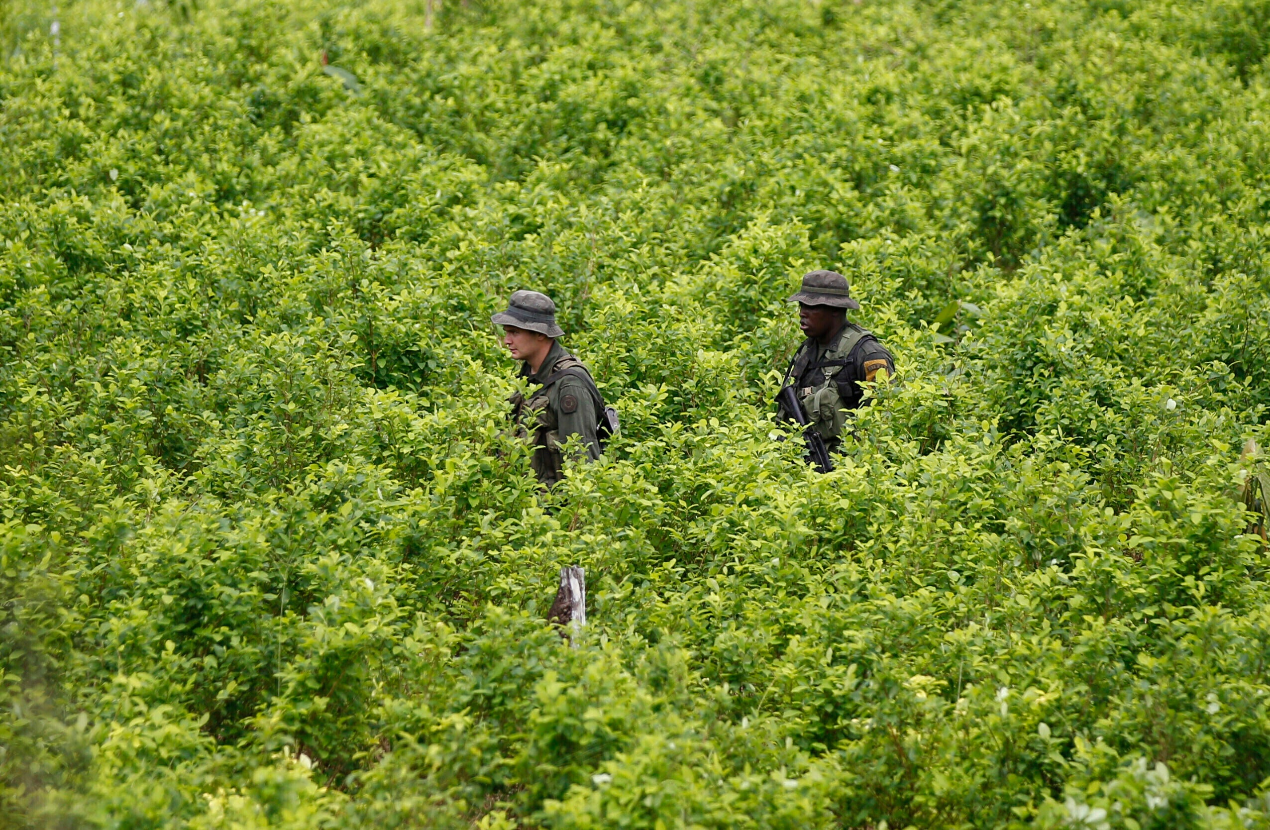 Colombia Coca Crop