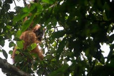 Conservationists urge Yousaf to act over Indonesian dam threat to rare orangutan